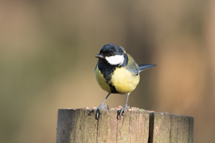 Great tit, Askham Bog