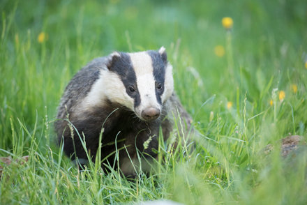 Male badger, Wild Haweswater