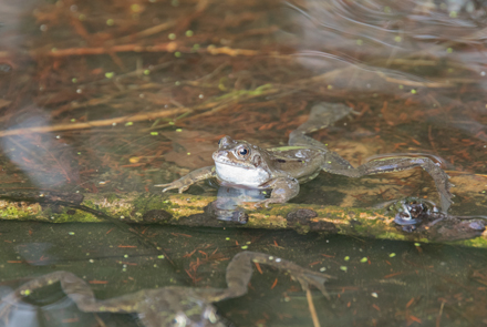 Frog, Beningbrough Hall
