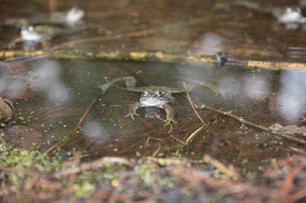 Frog, Beningbrough Hall