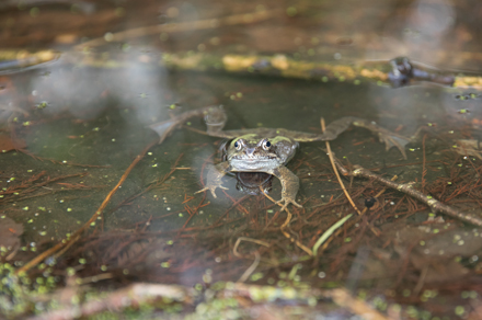 Frog, Beningbrough Hall