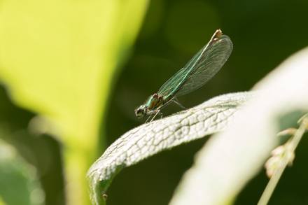 Female banded demoiselle, High Batts
