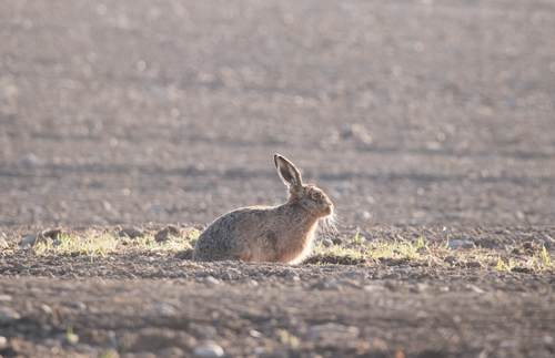 Hare in its form