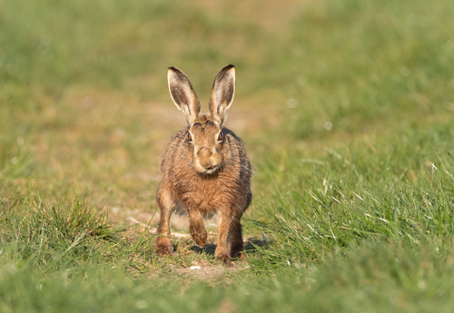 Hare approaching