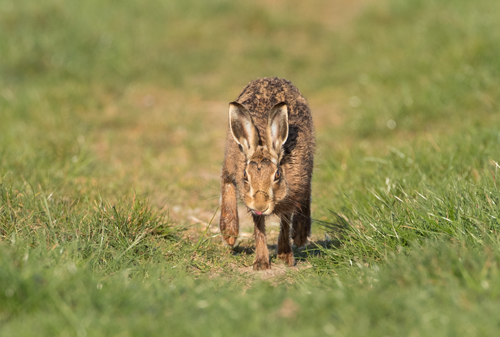 Brown hare, North Yorkshire