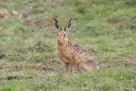 Hare, Watergate Road