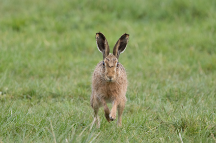 Hare, Watergate Road