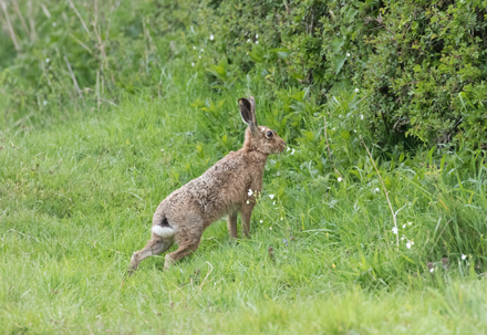 Hare, Watergate Road