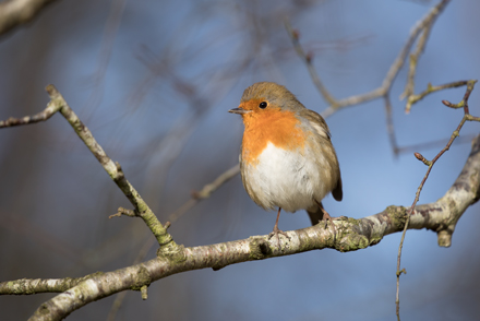 Robin, Brimham Rocks