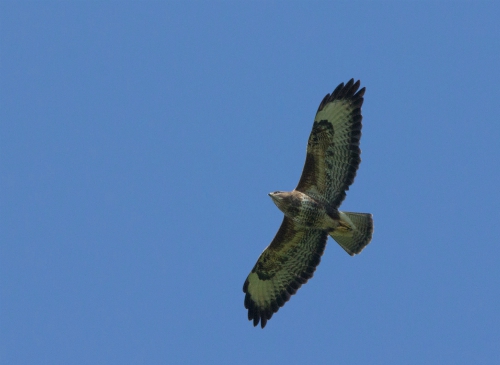 Buzzard