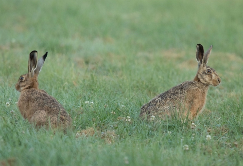 Hares at Bishop Thornton