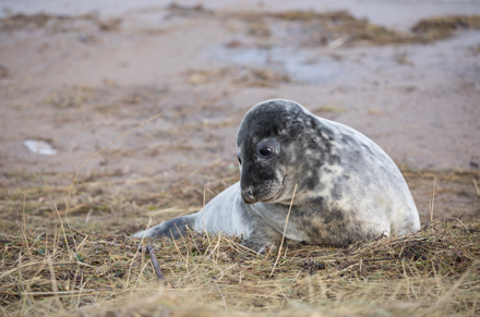 Seal, Donna Nook