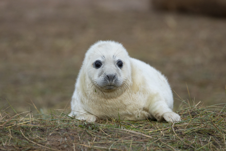 Grey seal pup, Donna Nook