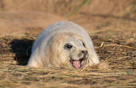 Seal pup, Donna Nook