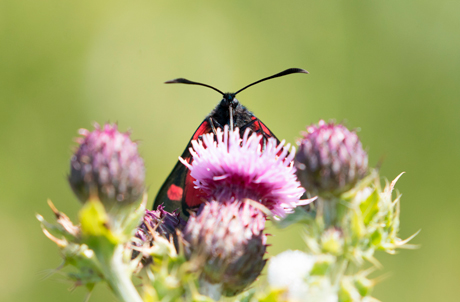 Five-spot burnet moth