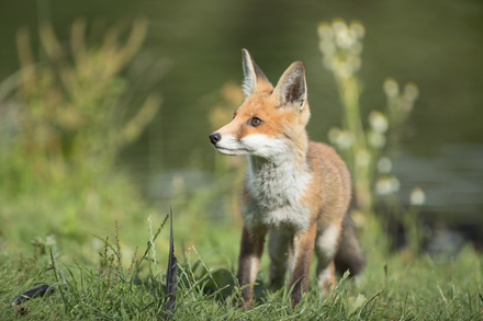 Fox, High Batts