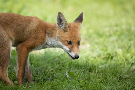 Fox, High Batts