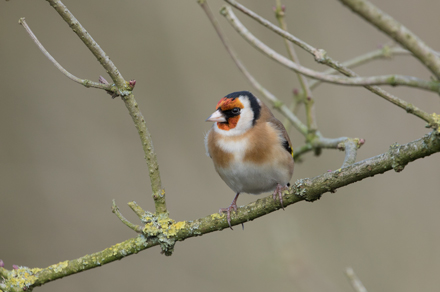 Goldfinch, High Batts