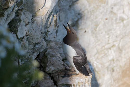 Guillemot at RSPB Bempton Cliffs