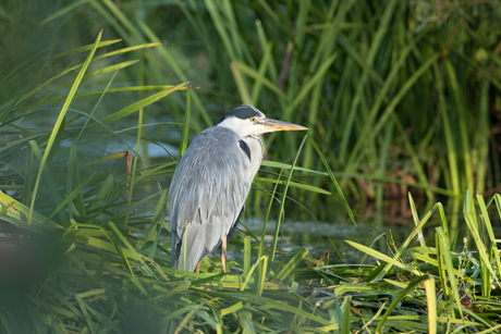Heron, High Batts