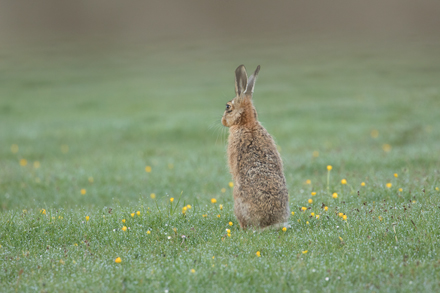 Hare, Coverdale