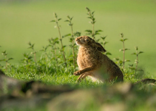 Hare enjoying the morning sun