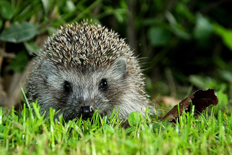Hedgehog