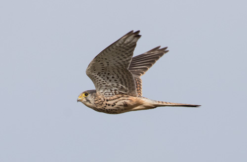Kestrel in flight, RSPB St Aidan's