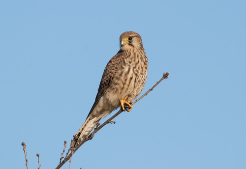 Kestrel, St Aidan's