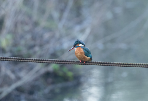 Kingfisher, RSPB Fairburn Ings