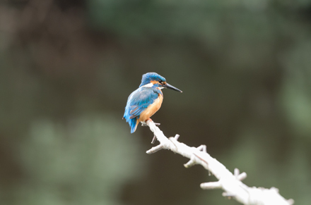 Kingfisher, High Batts