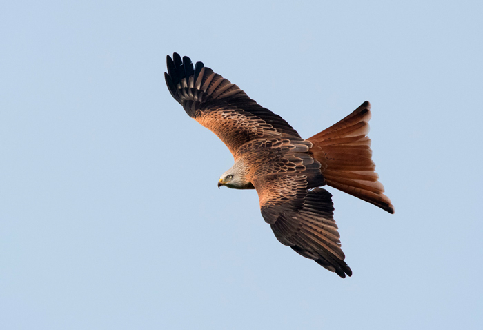 Red kite at the Yorkshire Showground