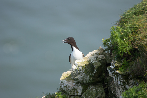 Razorbill at Bempton Cliffs