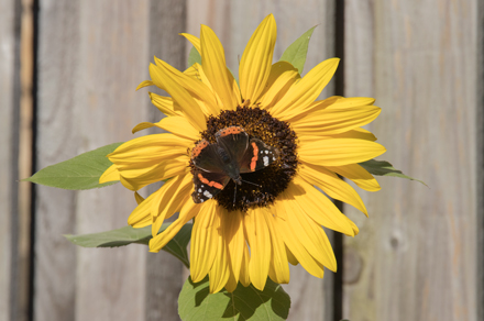 Red Admiral, Harrogate