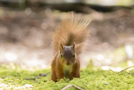 Red squirrel near Hawes