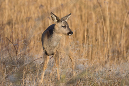 Roe Deer, Fairburn Ings