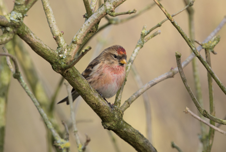 Redpoll, High Batts
