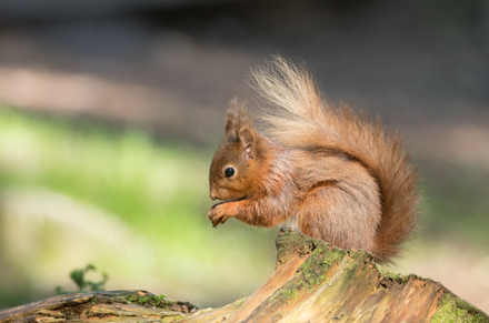 Red squirrel, Yorkshire Dales
