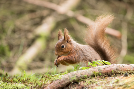 Red squirrel, Yorkshire Dales