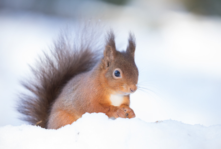 Red Squirrel, Yorkshire Dales