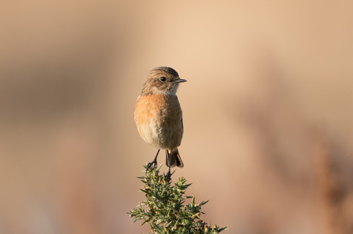 Stonechat, St Aidan's