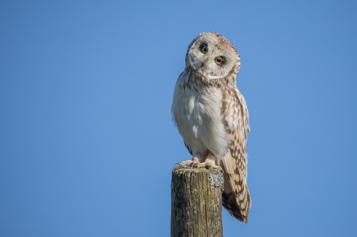 Short-eared owl, Yorkshire Dales