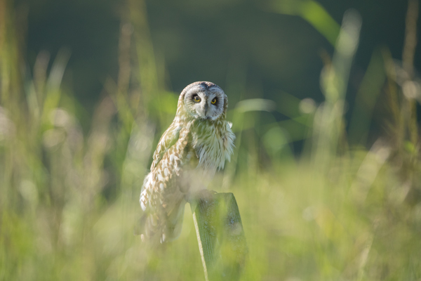 Short-eared owl, Yorkshire Dales
