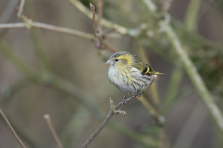 Siskin, High Batts