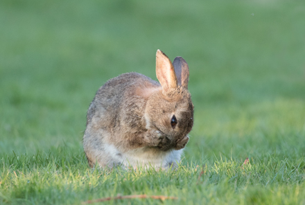Rabbit, Harrogate Stray