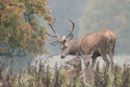 Red deer, Studley