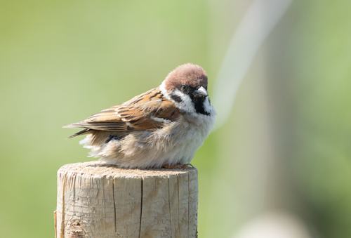 Tree sparrow at Bempton Cliffs