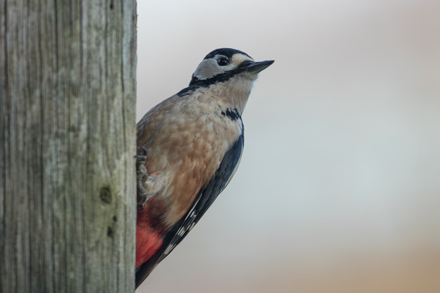 Woodpecker, High Batts
