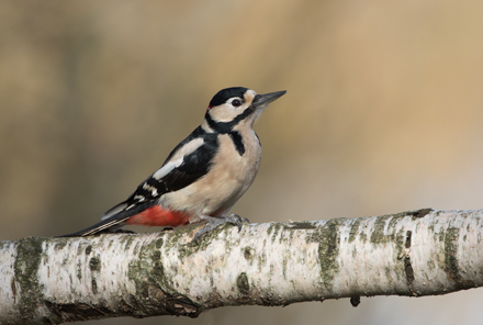 Woodpecker, High Batts