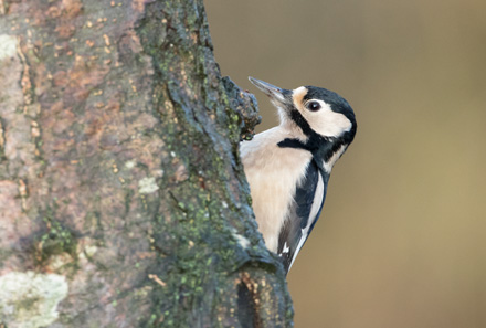 Great spotted woodpecker, High Batts